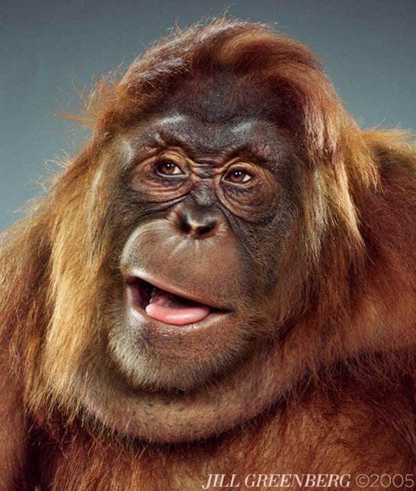 портрет обезьяны