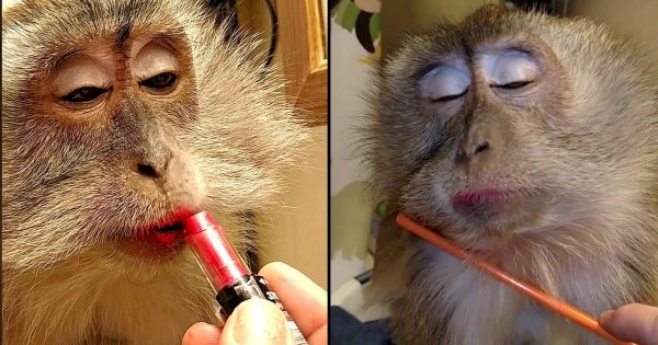 накрашенная макака