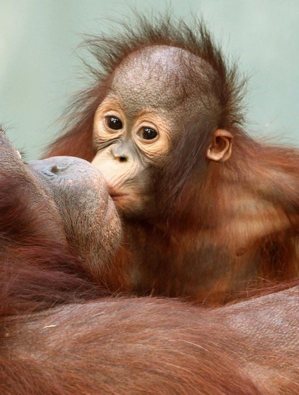 детеныш орангутанга