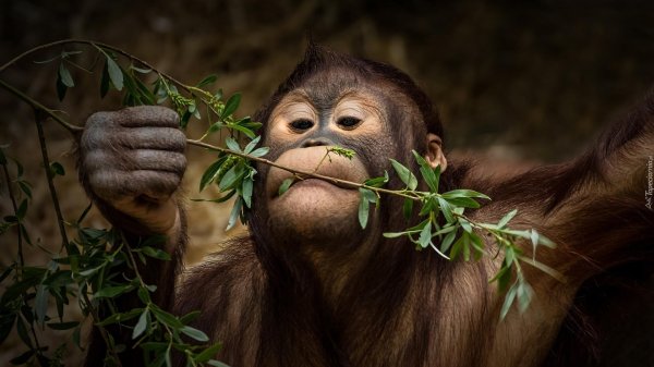 орангутанг планета обезьян