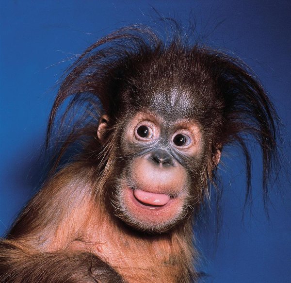 смешные шимпанзе
