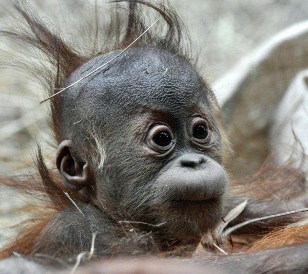 маленький орангутан