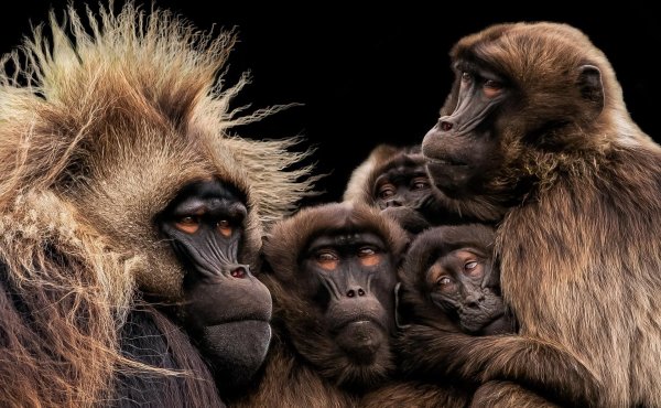 гелада бабуин