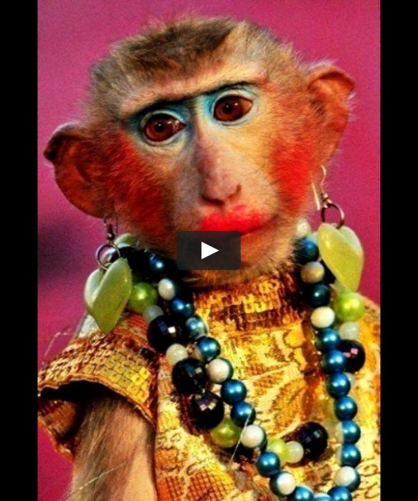 накрашенная мартышка
