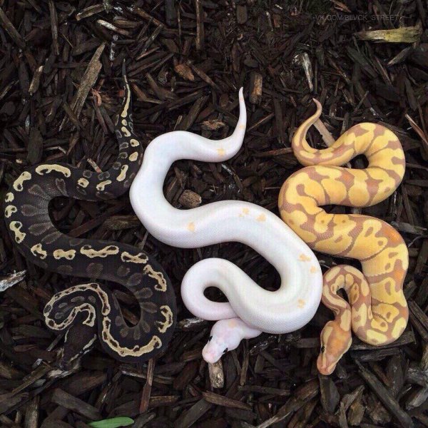 королевские питоны