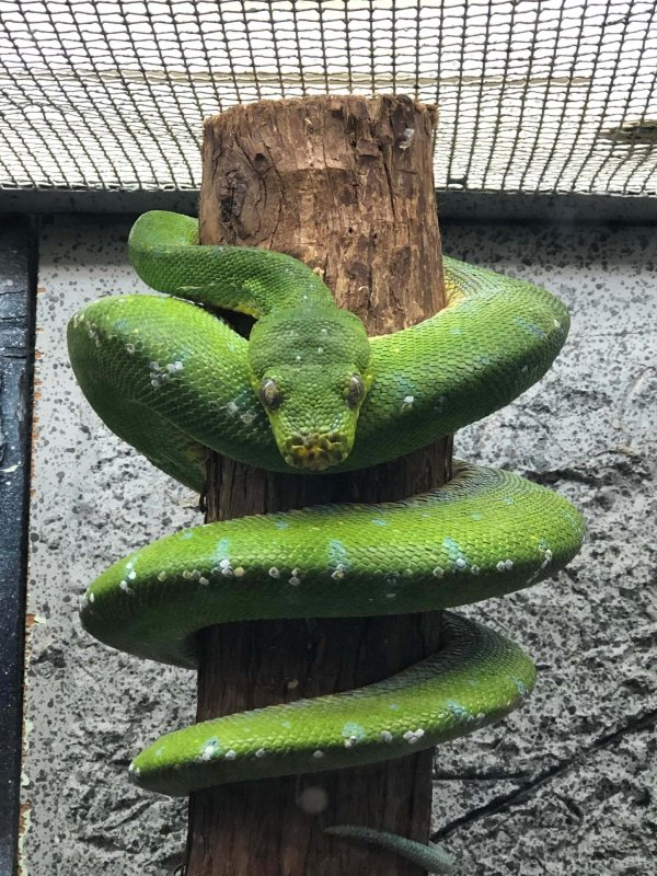 изумрудный древесный удав