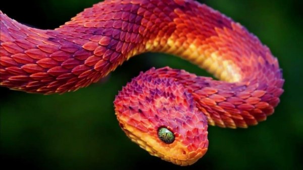 кустарниковая гадюка атерис