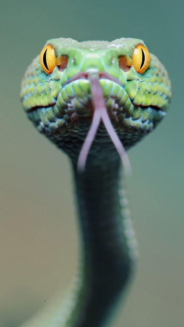 гадюка желто зеленая
