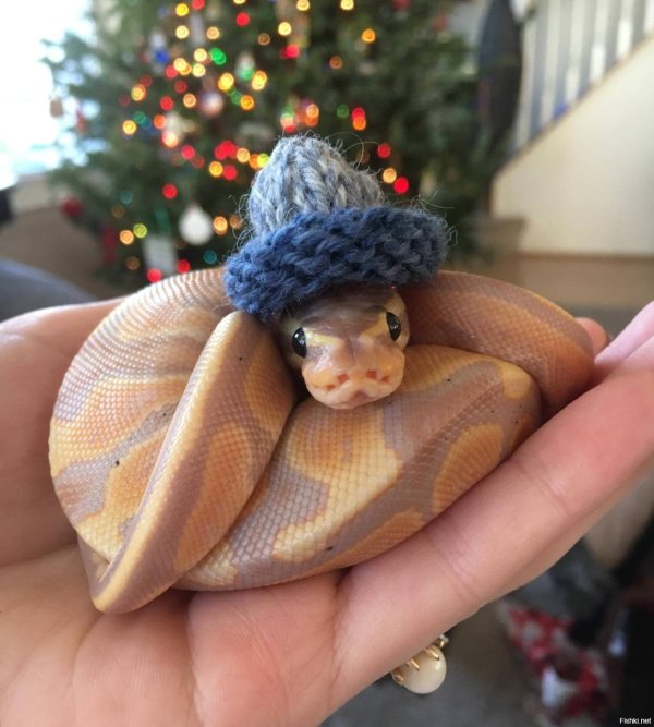 королевский питон в шапочке