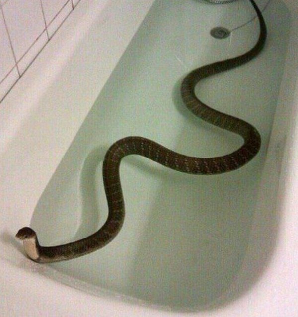 змейка для ванной