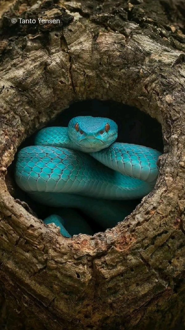 голубая куфия