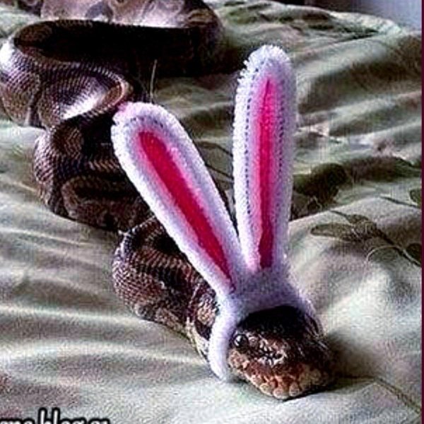 змея с ушами зайца