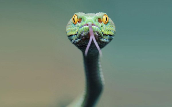 королевская кобра нагайна