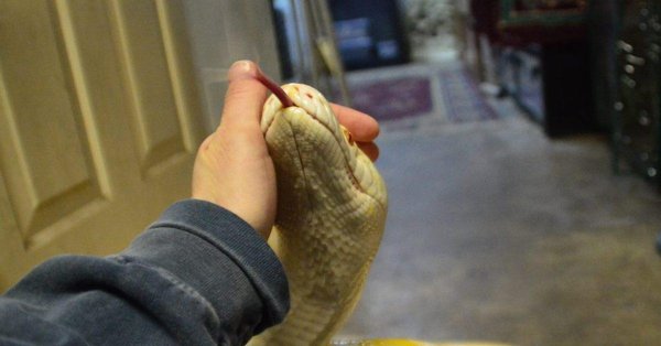 сетчатый питон альбино