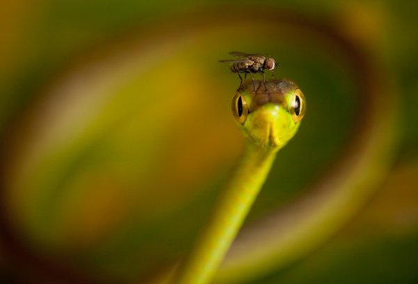 травянисто зеленая плетевидка