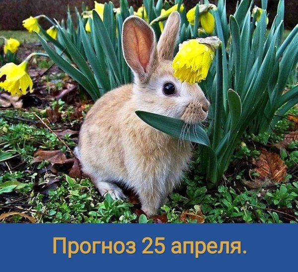 весенние животные