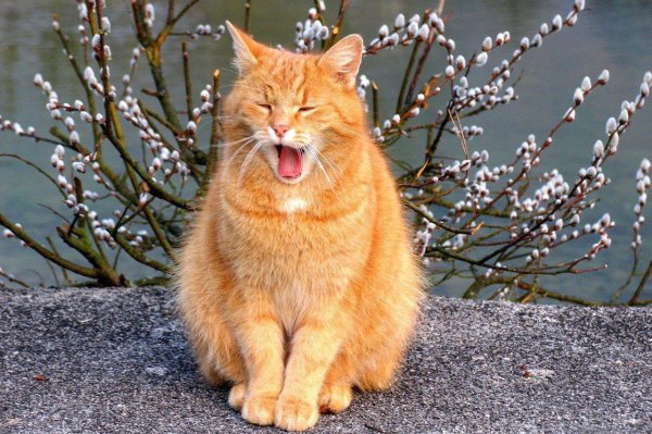 первые дни весны