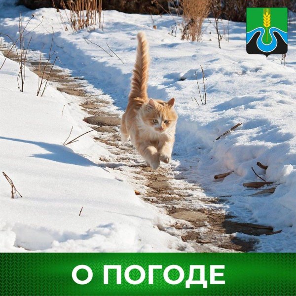 кошки идут по снегу