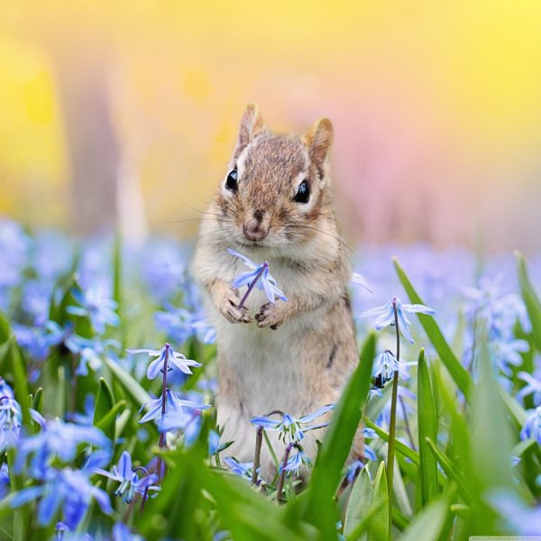 природа животные