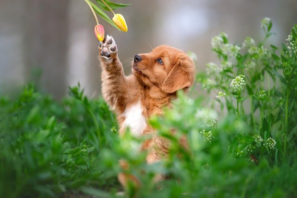 golden retriever puppy