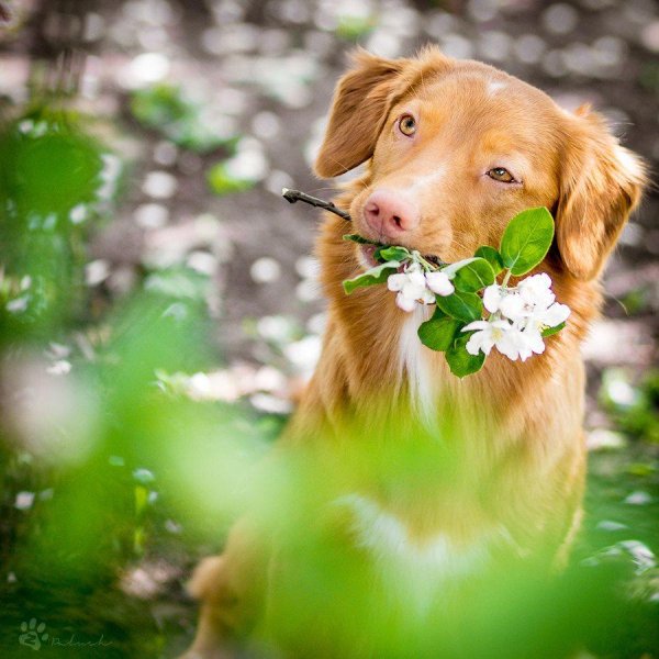 новошотландский ретривер