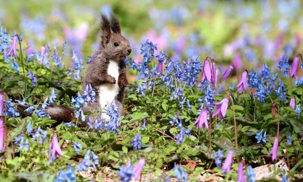зверюшки в цветах