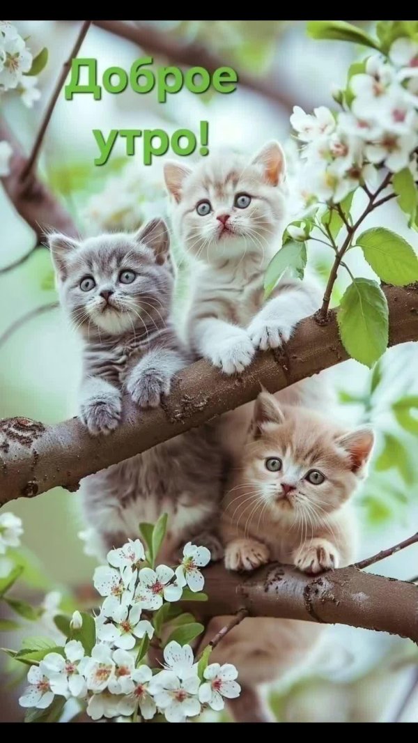 очаровательные котята