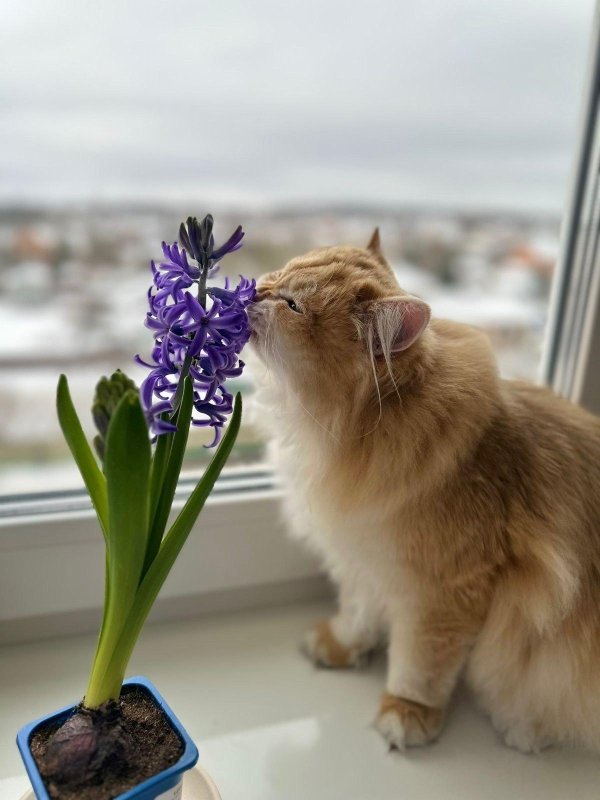 весенние коты