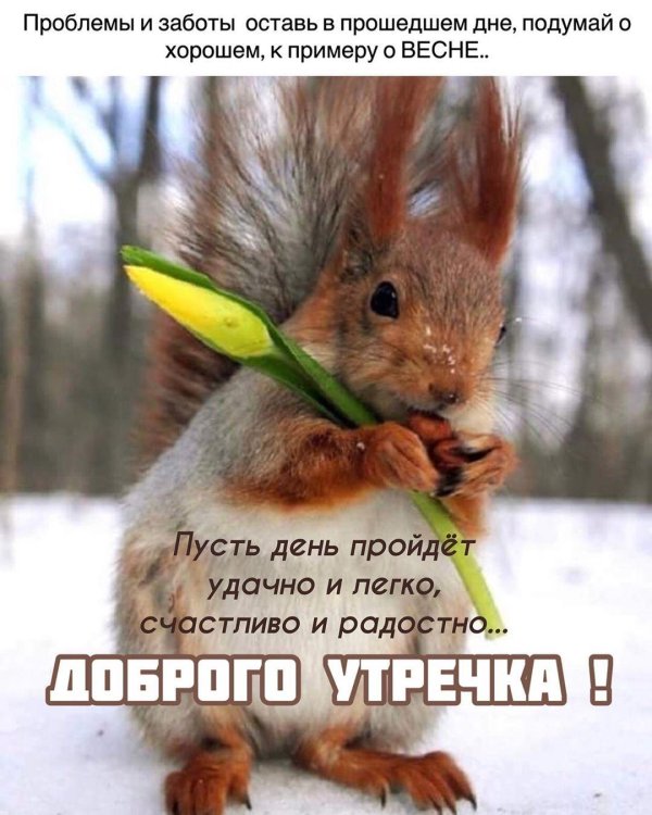 весенняя белка