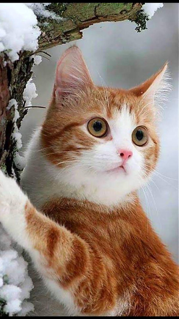 кошки зимой