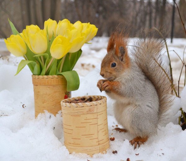 белки зимой