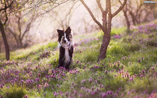 собака бордер колли