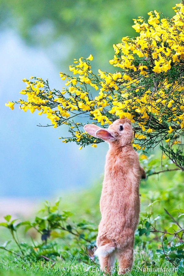 Скоро весна с животными