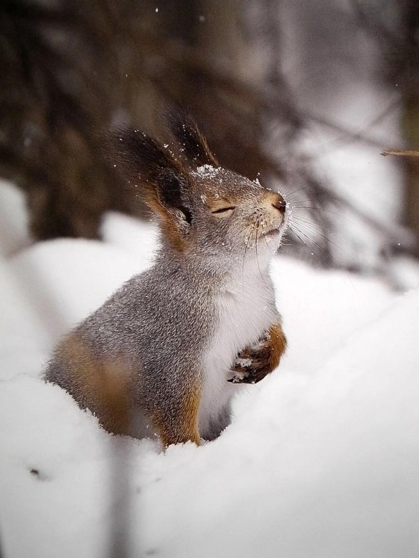 зимние звери