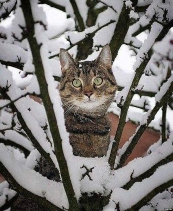 зимние коты