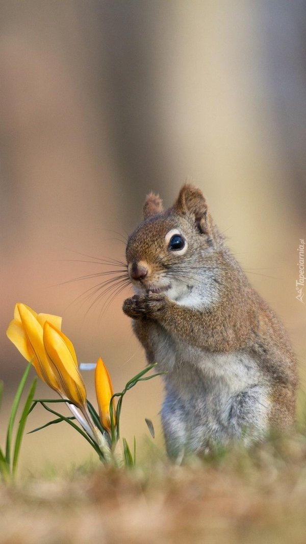 животное белка