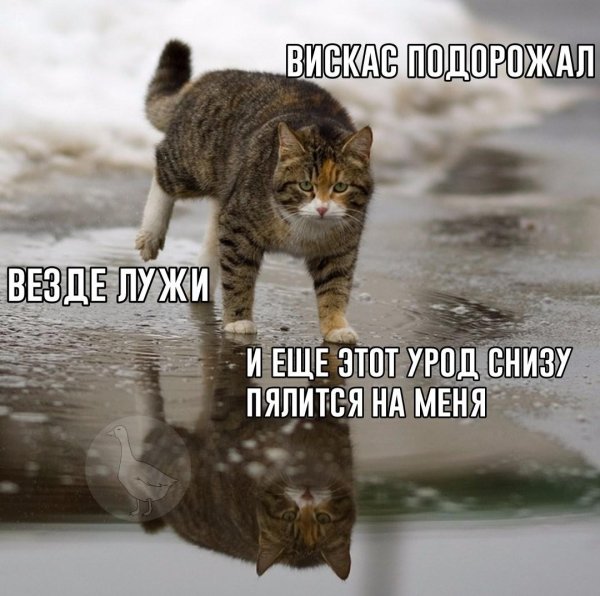 котув луже