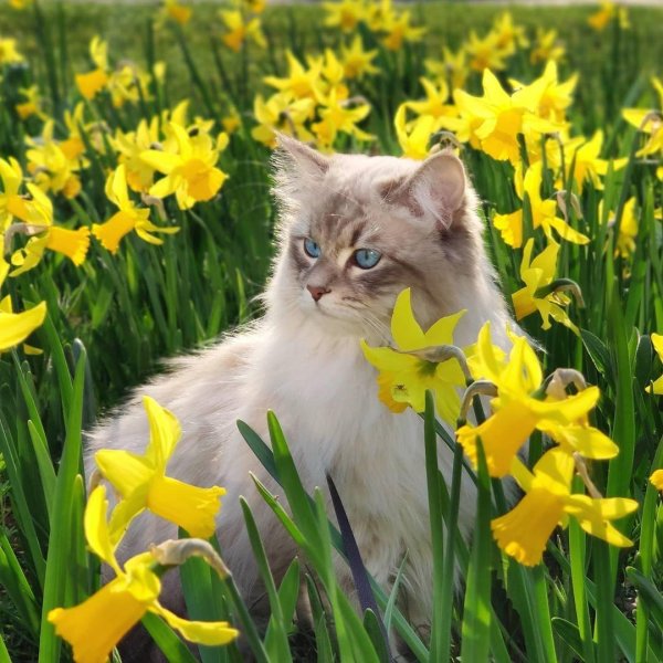 очаровательные котята