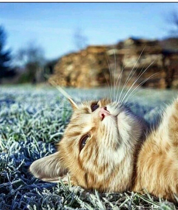 котики лето