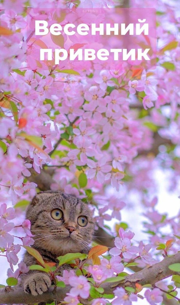 весенний приветик