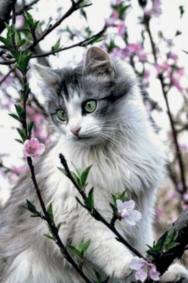 красивая кошка