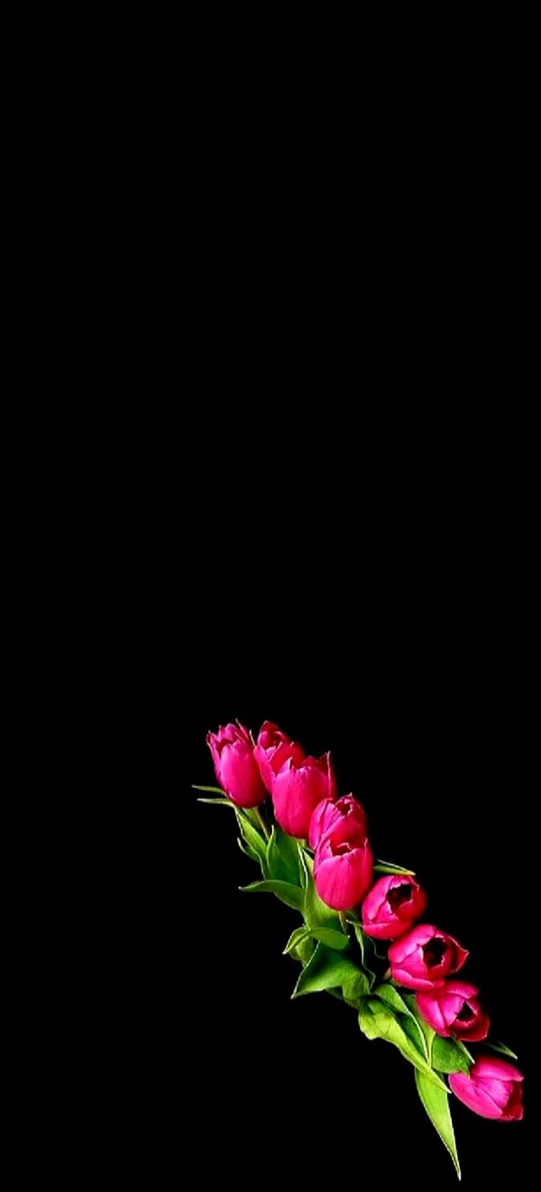 шикарные тюльпаны