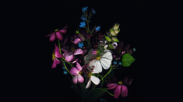 цветы красота