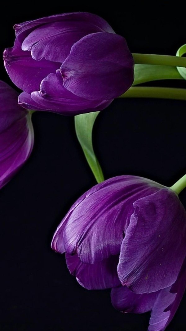 лиловые тюльпаны