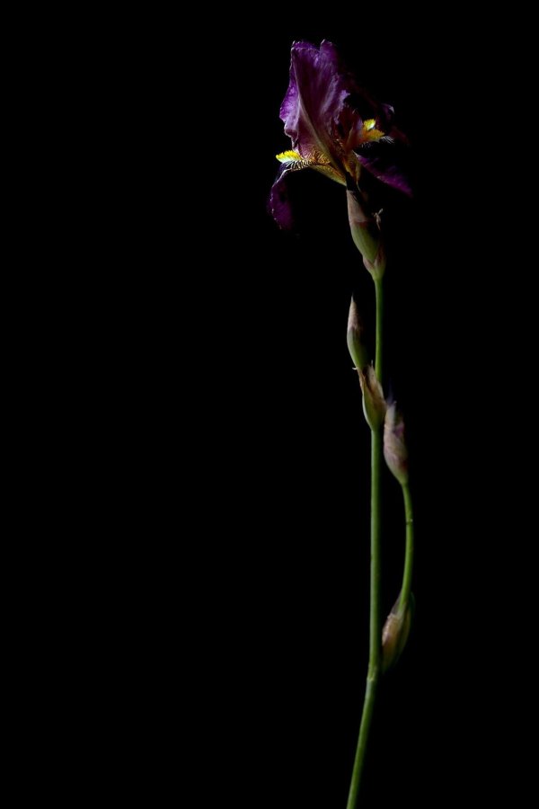 черные ирисы