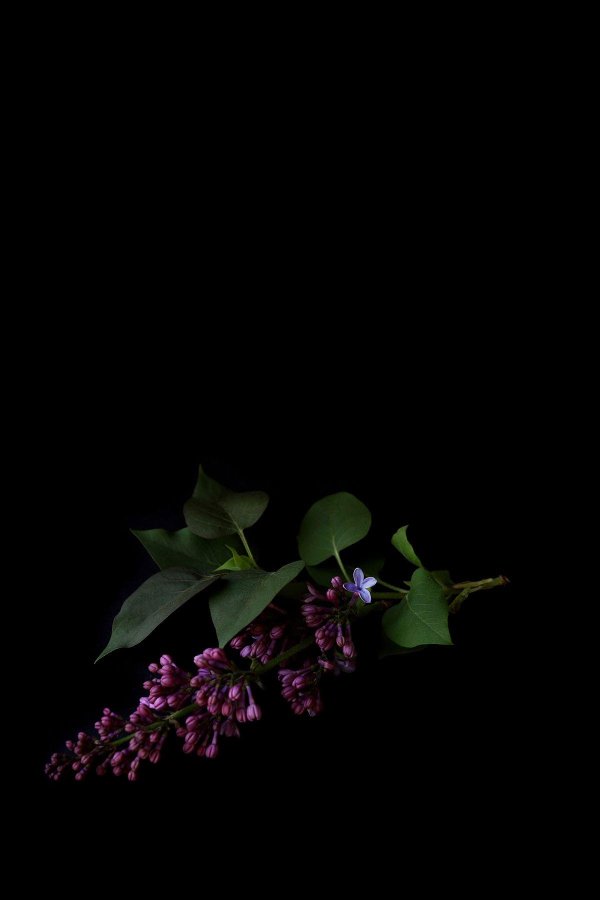 сирень ветка