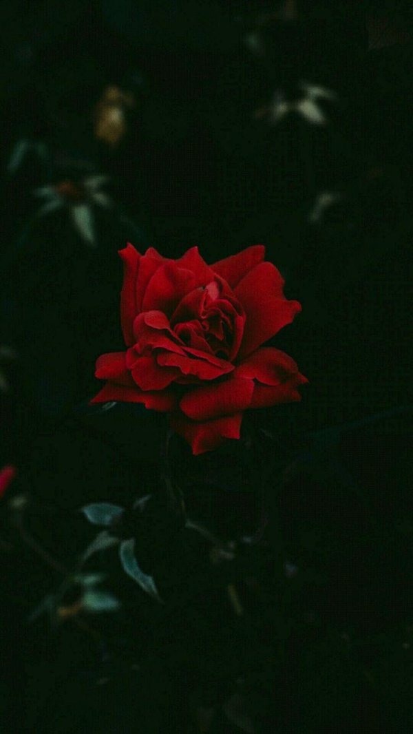 красная роза