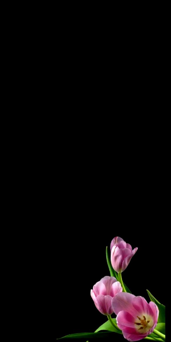 красивые тюльпаны