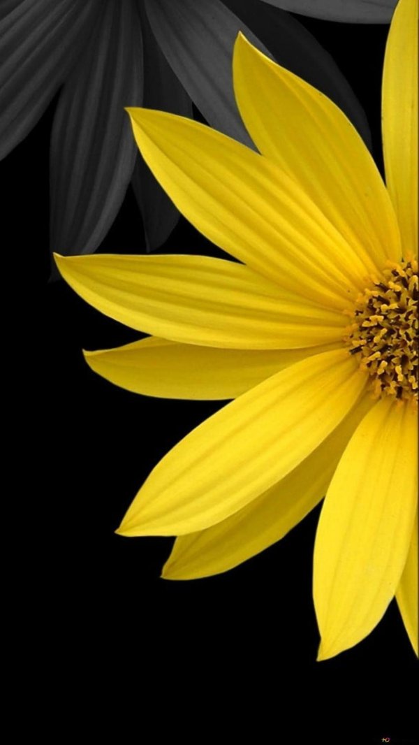 чёрно желтые