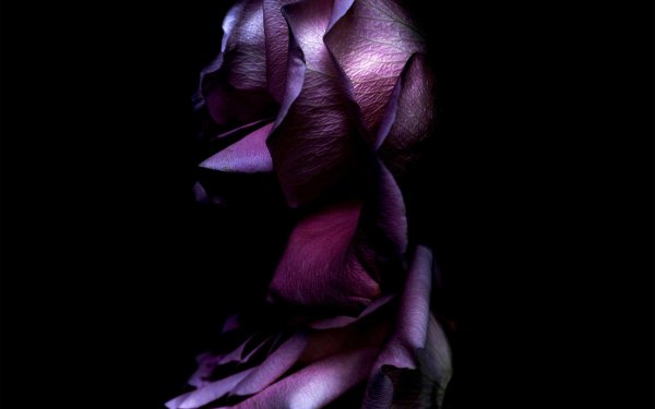 роза дарк перпл